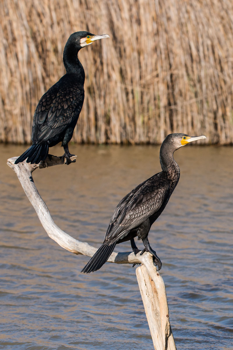 Cormorani